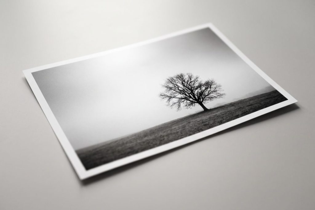 白いフレームに収めた風景写真が斜めに置かれている。写真にはモノクロで表現された草原の中央に1本の木が立っており、細く伸びた枝が空に広がっている